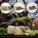 Ctpeng Aquarium Decoration Stone - Natural Look Decorative Rock & Hiding Place (25cm 13cm 7cm Resin) - Ideal Aquarium Accessories - Buy Online on SooperMarket.com