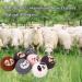 8PCS Wool Dryer Balls - Cute Animal Design 100% Natural New Zealand Wool Chemical-Free Reusable Anti-Static Laundry Solution - Buy Online on SooperMarket.com