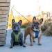 DOG Copenhagen Comfort Walk Go Dog Harness - Hunting Green Size S | International Shipping Available - Buy Online on SooperMarket.com