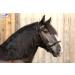 Buy Tysons Breeches Cavesson Leather - Extra Large Coldblood X-Full XX Full with Bit Attachment | Premium Quality Horse Tack - Buy Online on SooperMarket.com