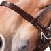 Shop WALDHAUSEN Star Bitless Bridle for Warmbloods Brown | International Shipping Available - Buy Online on SooperMarket.com