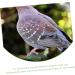 Beavorty 300 Pcs Pigeon Anklet Where Labels Pet Chicken Bands Birds Supplies Bird Drinker Ornamental Pigeon 1X1X0.8CMx3pcs Greenx3pcs - Buy Online on SooperMarket.com