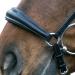 Buy Star Waldhausen Bridle Hannover Black Pony Premium Quality Equestrian Gear for International Shipping - Buy Online on SooperMarket.com