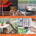 4-Piece Hamster Accessories Set | Hamster Pedal & Jumping Board with 3 Balls | Ideal for Guinea Pigs Chinchillas and Rabbits - Buy Online on SooperMarket.com