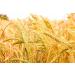 Barley Flour 2 Pounds Non-GMO Stone Ground from Whole Hulled Barley - Fine Powder, Kosher & Vegan - Rich in Fiber - Wheat Flour Alternative - Ideal for Baking - Product of USA (2 lb) - Buy Online on SooperMarket.com