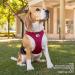 Buy Curli Vest Harness - Light Tan M (Einfarbig) | Air-Mesh Comfort for Pets | International Shipping Available - Buy Online on SooperMarket.com