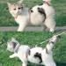 Petom Flower Pattern Cat Dishes & Leash Set | Round Lanyard for Cats - Shop Internationally! - Buy Online on SooperMarket.com