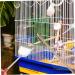 Housoutil 2pcs Set Cage Birds and Wooden Accessory Supplies Shovel Steel Long Parrot for Cleaning Brush Pet 7x9cm Assorted Color - Buy Online on SooperMarket.com