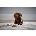 Living Nature 20cm Brown Chocolate Labrador Soft Toy - Realistic Stuffed Dog - Buy Online on SooperMarket.com