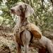 OneTigris Y-Shaped Dog Backpack No Pull CAMLUS Dog Saddle Bag | Lightweight Dog Pack for Hiking, Hunting, Camping | Medium Brown - Buy Online on SooperMarket.com