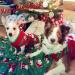 DELIFUR Dog Snowman Holiday Sweater - Christmas New Year Pet Clothes - Buy Online on SooperMarket.com