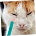 Kisangel 2pcs Eye Gum Cleaner Tear Marks Brush for Dogs Toallitas Desmaquillantes Pet Comb Dog Eye Cleaner Pp 10.00X3.20X1.00CM Assorted Color - Buy Online on SooperMarket.com