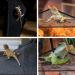 2 Pcs Mesh Reptile Hammocks Lizard Hammock Mesh Lizard Hammock Breathable Reptile Hammock Reptile Hammock Toy Triangular Hanging Net Reptile Hammock for Reptiles Such as Lizards Geckos (30x30x30) - Buy Online on SooperMarket.com