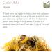 Calendula Marigold Petal Flower - Whole 350g Petals for Petals - Buy Online on SooperMarket.com