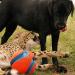 Chuckit! Large Regular Glow Ball - Bright and Durable Fetch Toy - Buy Online on SooperMarket.com
