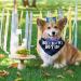 WLLHYF Dog Birthday Party Supplies Boy Dog Birthday Bandana Set with Cute Dog Bow Tie Dog Birthday Crown Hat with Numbers Small Medium Large Dogs(Blue) - Buy Online on SooperMarket.com