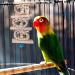 Bird Toys - 9 Piece Parrot Swing Set & Cage Accessories | Wooden Platforms for Budgies Finches & Nymphensittiche - Buy Online on SooperMarket.com