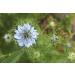 Organic Black Cumin Seeds 3 Pounds - Non-GMO Whole Nigella Sativa - Raw Vegan Superfood - Kosher - High in Iron, Calcium, and Magnesium - Ideal for Cooking and Seasoning - Buy Online on SooperMarket.com
