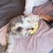 Ertzinla Catnip Toys Banana for Cats UK Banana 100% Natural Cat nip Filled - Buy Online on SooperMarket.com