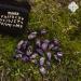 Buy Majestics Amethyst Runes - International Shipping | Healing Crystals & Spiritual Tools - Buy Online on SooperMarket.com