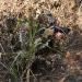 LOOGU Hunting Ghillie Suit 3D Leafy Camo XL/XXL - Tactical Gear for Airsoft & Wildlife Photography - Buy Online on SooperMarket.com