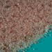 Himalayan Bath Salts by Lavology - 5kg Pack - All Natural Ingredients - Detoxify, Cleanse, Purify - Buy Online on SooperMarket.com