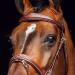 HORZE Horse Bridle Sion - English Noseband & Reins for Thoroughbred - Brown Color - International Shipping Available - Buy Online on SooperMarket.com
