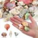 Weoxpr 200pcs Assorted Sea Shells for Fish Tank, Home Decor, Beach Theme Party, Candle Making, Wedding Decor - Natural Ocean Beach Seashells in Various Sizes for DIY Crafts - Buy Online on SooperMarket.com