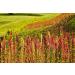 Organic Royal White Quinoa 5 Pounds - Whole Grain | Non-GMO, Kosher, Raw & Vegan | Sirtfood Superfood - Bulk 5 Pound Pack - Buy Online on SooperMarket.com