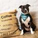 Max & Molly H-Harness - Coffee Break | International Shipping Available - Buy Online on SooperMarket.com