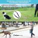 Shop Aystkniet Bungee Drag Line for Dogs | Shock-Absorbing Leash with Padded Handle | 3m to 30m Options | Ideal for Medium & Large Dogs | Reflective & Lockable | Army Green - Buy Online on SooperMarket.com