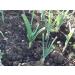 Japanese Garlic // Ajo Japones WT: 400 Pieces (510 GR) - Buy Online on SooperMarket.com