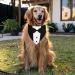 GOYOSWA Dog Tuxedo Suit with Bow Tie for Wedding & Special Occasions | Adjustable Formal Costume for Small, Medium, Large Dogs (Large Neck 15-25) - Buy Online on SooperMarket.com