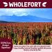 Puffed Quinoa Cereal: Vegan, Gluten Free, Non-GMO | 9 oz | Wholefort Unflavored - Crunchy Quinoa for Snacks, Cereal, Salad Topper | Sustainable Energy | Good Mood Food | Pack of 1 - Buy Online on SooperMarket.com