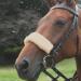 Shires Acrilan Noseband Sleeve-Natural One Size - Buy Online on SooperMarket.com