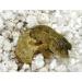 Buy Lucky Reptile HR-2 HatchRite 2L - Premium Breeding Substrate for Reptiles | Fast International Shipping - Buy Online on SooperMarket.com