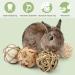 Camiter 9-Piece Chewing Toy Set for Small Animals | Hamsters Rabbits Guinea Pigs & More - Durable Chew Cases & Cube Toys - Buy Online on SooperMarket.com