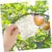 Kisangel 6 Pcs Square Apple Molds Vegetable Growth Mold Growing Fruit Mold Shaper Mould Cover Stereotypes - Buy Online on SooperMarket.com