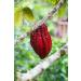Peruvian "Blend" Ceremonial Cacao by The Jasper Cacao Project (250 Grams) - Buy Online on SooperMarket.com