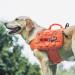 OneTigris Mammoth Dog Backpack 2.0 Version Tear Camping Hiking Dog Backpack for M/L Size Dogs (M Orange) M Orange - Buy Online on SooperMarket.com