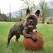 Premium Hunt Dog Backpack - Adjustable Saddlebag with Dog Dish & Storage for Medium & Large Dogs | Elite Spanker Service - Buy Online on SooperMarket.com