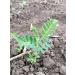Buy Organic German Chickpeas - Value Pack | Homegrown Natural Vegan High Germination Capacity - Buy Online on SooperMarket.com