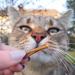 Buy Carnello Cat Treats - Delicious Cat Spaghetti & Snacks | Healthy Delicacies for Cats (4 x 30g) - Buy Online on SooperMarket.com