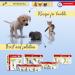 Protectaplast Self-Adhesive Blue Bandage for Pets | Latex-Free & Glue-Free 6cm x 2m | Ideal for Dogs Cats & Horses - Wound & Joint Dressing - Buy Online on SooperMarket.com