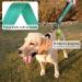 Vivaglory Short Dog Leash - 32cm Training Line for Medium & Large Dogs - Green Traffic Leash - Buy Online on SooperMarket.com