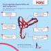 Halti Head Harness for Medium Dogs - Anti-Pull Leash Control Adjustable & Lightweight with Padded Nose Strap (Size 3 Red) - Buy Online on SooperMarket.com