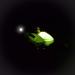 Sleek and Bright: Spinlock Lume-On Lights for Enhanced Visibility - Buy Online on SooperMarket.com