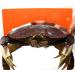 AirFly Crab Gauge - Accurately Measure Dungeness & Rock Crabs - Convex Design - Buy Online on SooperMarket.com