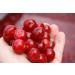CherryActive Concentrate 946ml - 100% Montmorency Cherry Juice (1 Pack) - Buy Online on SooperMarket.com