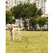 Joytale Padded Handle Training Lead for Dogs - 10m Long Line for Training & Tie Out - Supports Dogs Under 45kg - Black - Buy Online on SooperMarket.com